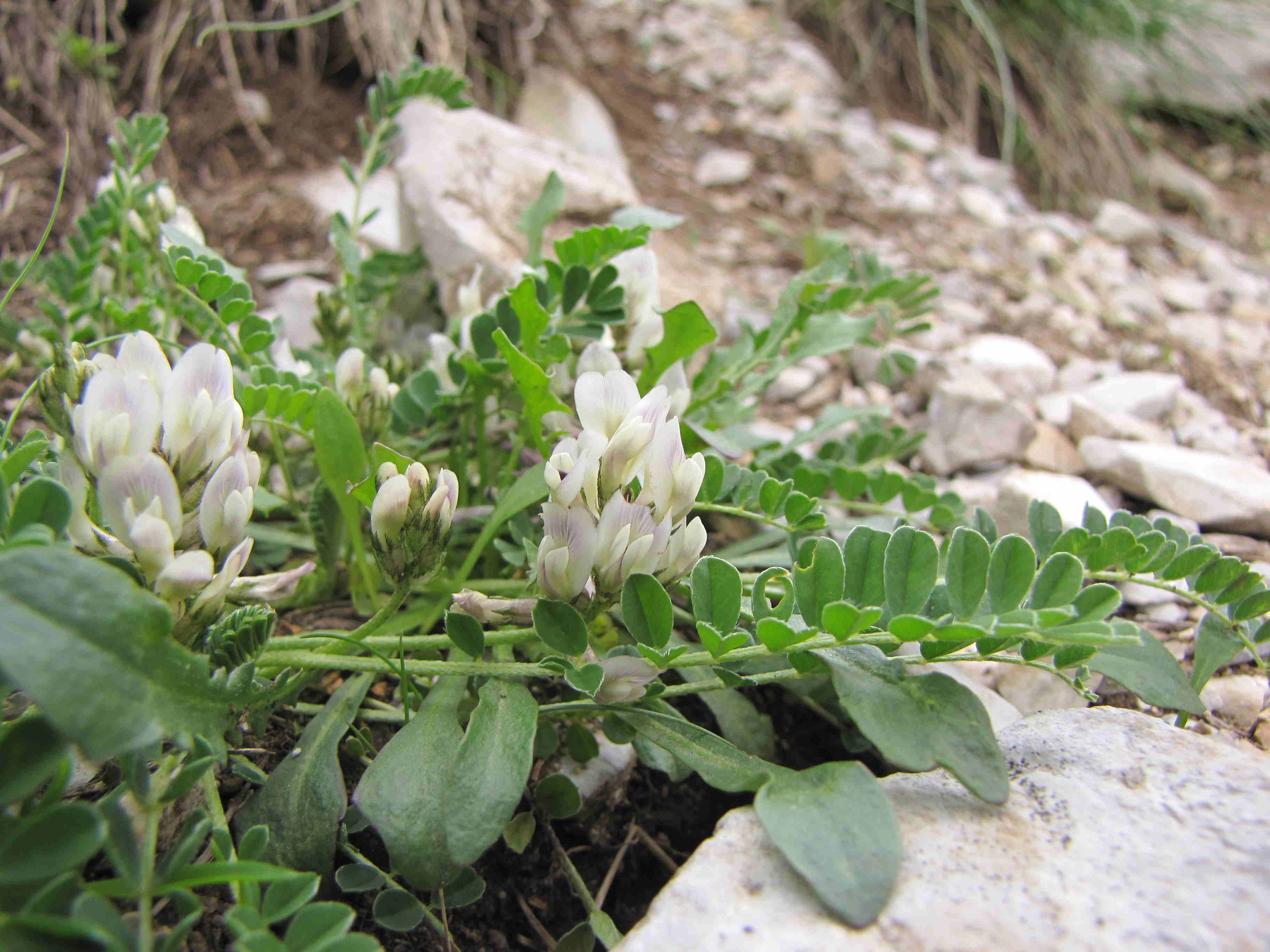 Astragalus depressus / Astragalo depresso